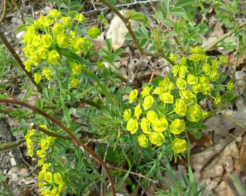 Euphorbia cyparissias / Euforbia cipressina